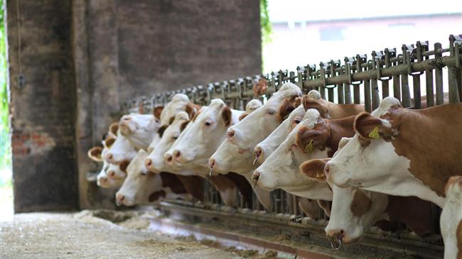 ΕΕ: Προστασία ευαίσθητων αγροτικών προϊόντων από τη Mercosur με νέο κανονισμό διασφαλίσεων