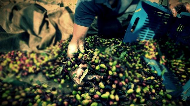 Οι Ο.Ε.Φ., ο ΟΠΕΚΕΠΕ και η χαμένη υπόσχεση των 10,66 εκατ. ευρώ