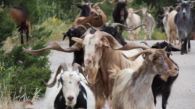 Ξεκίνησε η κάθοδος των μετακινούμενων κτηνοτρόφων για τα χειμαδιά