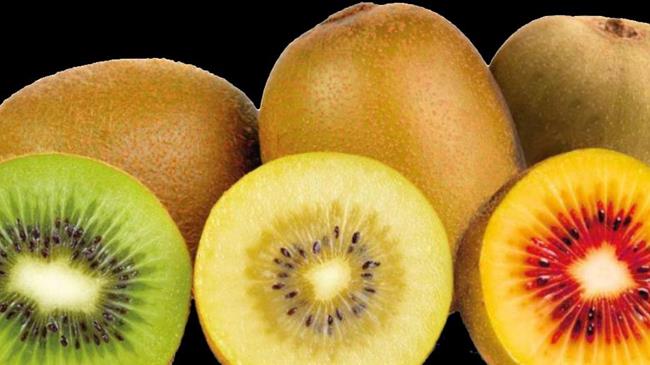 Πράσινο vs κίτρινο ακτινίδιο: Οι 7 κρίσιμες διαφορές στη μορφολογία, καλλιέργεια και αγορά