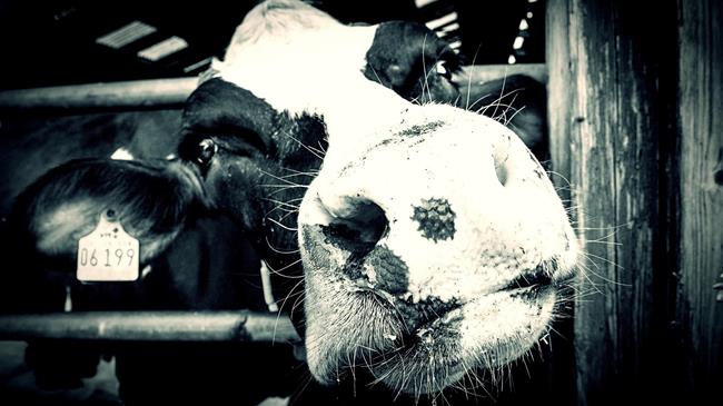 Πώς ένα αγρόκτημα μπορεί να λάβει έως και 200.000 ευρώ στη νέα ΚΑΠ