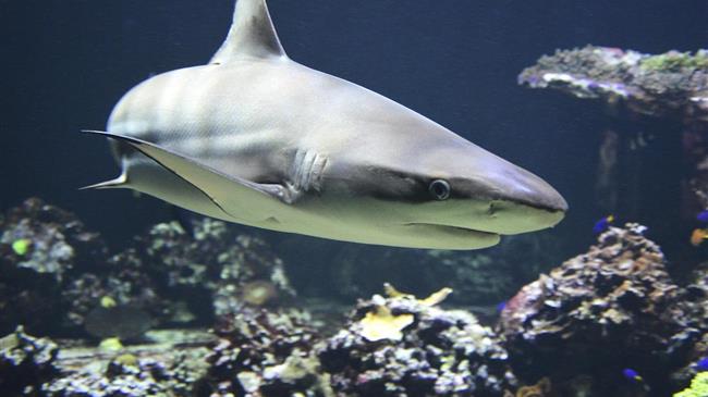 Better late than never: Mexico fulfills international obligations to protect atlantic sharks