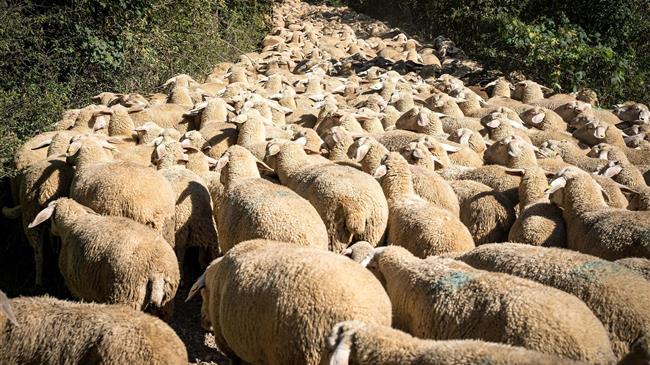 Καταγγελίες για παράνομους εμβολιασμούς αιγοπροβάτων – Στα άκρα οι κτηνοτρόφοι της Θεσσαλίας