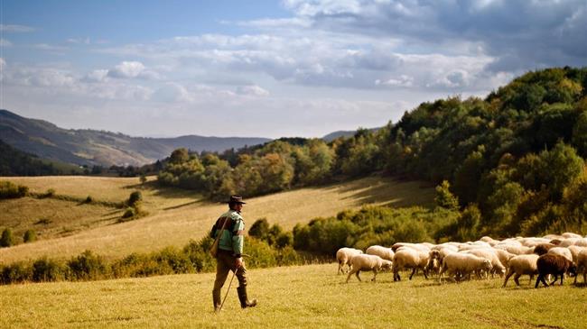 ΣΕΚ: Η ελληνική κτηνοτροφία στο έλεος της αδιαφορίας