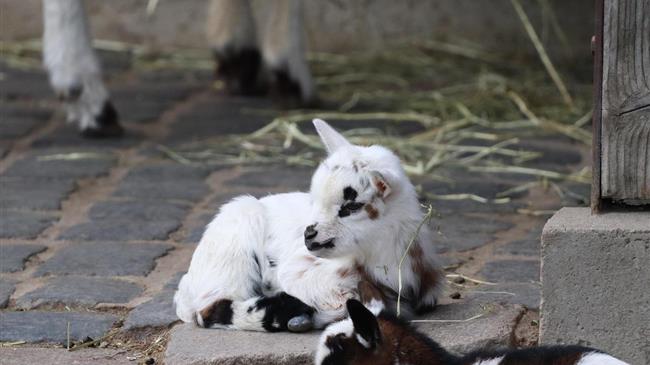 Η κυβέρνηση αφήνει απροστάτευτη την ελληνική κτηνοτροφία απέναντι στις επιζωοτίες