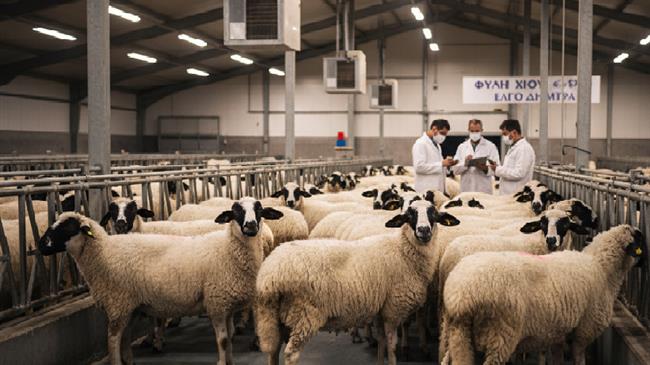 Σκληρή παρέμβαση Κόκκαλη για την θανάτωση 720 προβάτων του ΕΛΓΟ ΔΗΜΗΤΡΑ: «Η Πολιτεία απέτυχε στο ίδιο της το Ινστιτούτο»