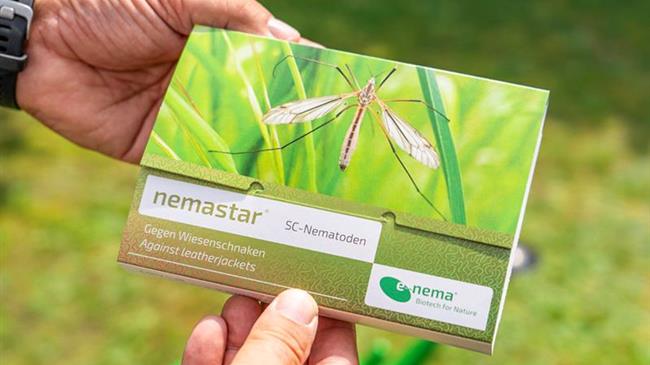 Εντομοπαθογόνοι νηματώδεις: στοχευμένη λύση για την αντιμετώπιση ξυλοφάγων εντόμων