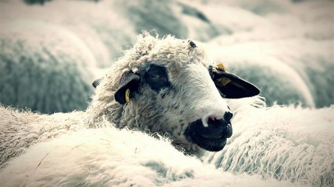 Η Ευρώπη σε συναγερμό για τις ζωονόσους