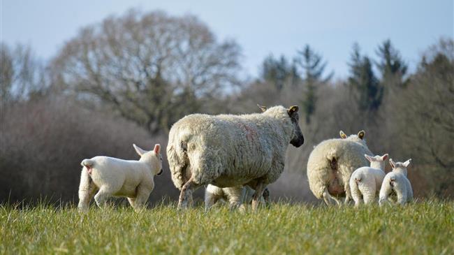 Ψάχνουν χώρους ταφής αιγοπροβάτων με ευλογιά οι Δήμοι της Κεντρικής Μακεδονίας