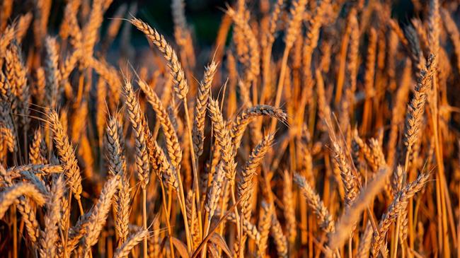 Σιτάρι: Προς ιστορική παραγωγή η Ευρώπη - 17ετές υψηλό για το κριθάρι