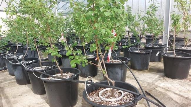 Nέο κεφάλαιο στην παραγωγή πολλαπλασιαστικού υλικού οπωροφόρων δένδρων στην Ελλάδα από τον ΕΛΓΟ-ΔΗΜΗΤΡΑ