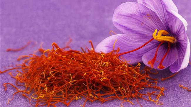 Κρόκος Κοζάνης: Άρχισε η συλλογή των λουλουδιών