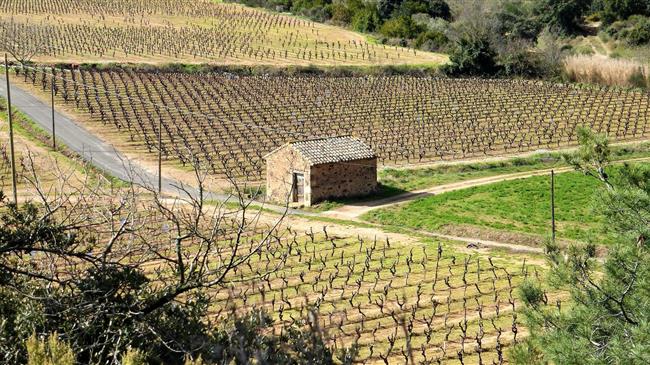 Η Γαλλία στηρίζει τη βιομηχανία κρασιού με 150 εκατ. δολάρια για εκρίζωση αμπελιών