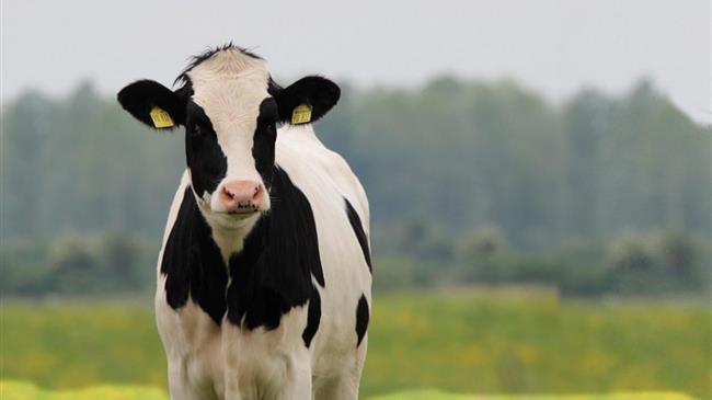 Μπορούν οι Έλληνες κτηνοτρόφοι να ξανασηκώσουν κεφάλι;