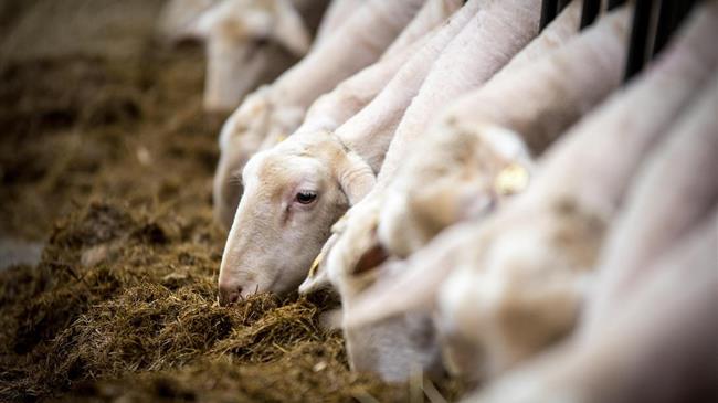 Κουρέτας: Η Περιφέρεια Θεσσαλίας βρίσκεται από την πρώτη στιγμή στη μάχη κατά της ευλογιάς