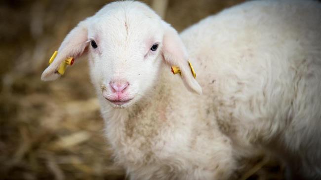 Η Εθνική Επιστημονική Επιτροπή αναλαμβάνει δράση για τη διαχείριση της ευλογιάς των προβάτων
