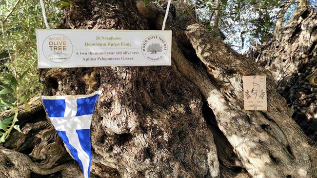 Η Γηραιότερη Ελιά της Πελοποννήσου εορτάζει την Παγκόσμια Ημέρα Ελιάς