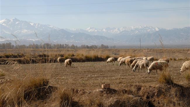 Το μεγάλο ψηφιακό ξεκαθάρισμα της κτηνοτροφίας και τι αλλάζει με το OpenBusiness ως το τέλος του 2025