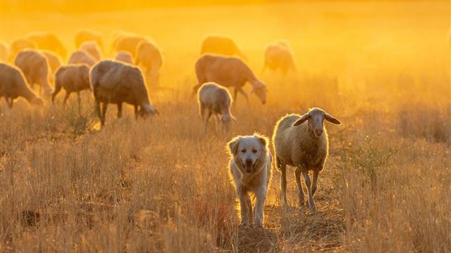 Παραβιάσεις μέτρων προστασίας της κτηνοτροφίας σε τρεις περιοχές της χώρας