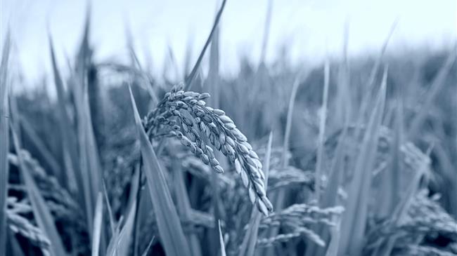 Οι Ευρωπαίοι παραγωγοί ρυζιού ενώνουν δυνάμεις πριν τους πνίξουν οι εισαγωγές