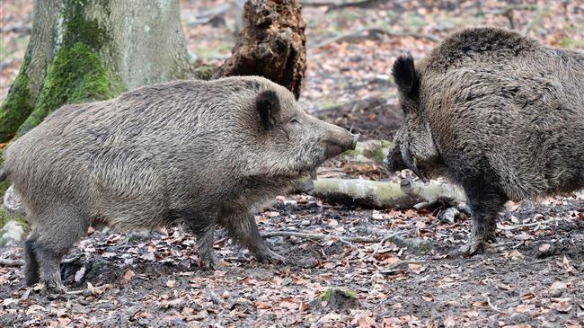 Στους 29 οι αγριόχοιροι που πέθαναν από αφρικανική πανώλη στην περιοχή της Βαρκελώνης
