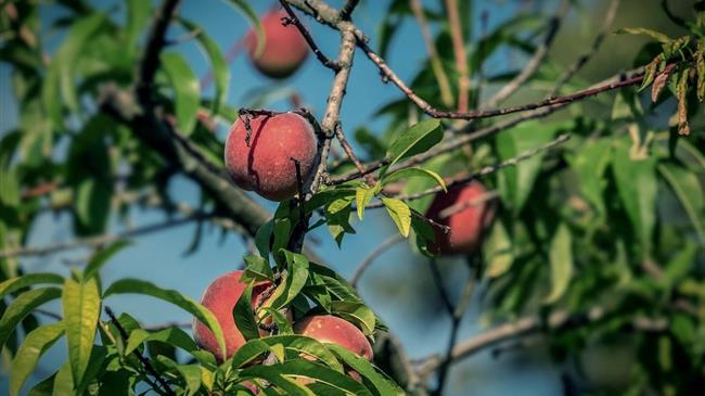 Αναδιαρθρώσεις καλλιεργειών: Ρυθμιστική παράταση σε περιβάλλον επιχειρησιακής πίεσης