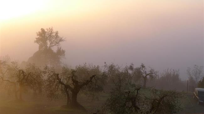 Ελαιόλαδο: Επιστροφή στην αφθονία καθώς οι ευρωπαϊκοί ελαιώνες ανακάμπτουν