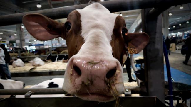 Η ευρωπαϊκή γαλακτοπαραγωγή μέσα από την Fiera internazionale del Bovino da latte