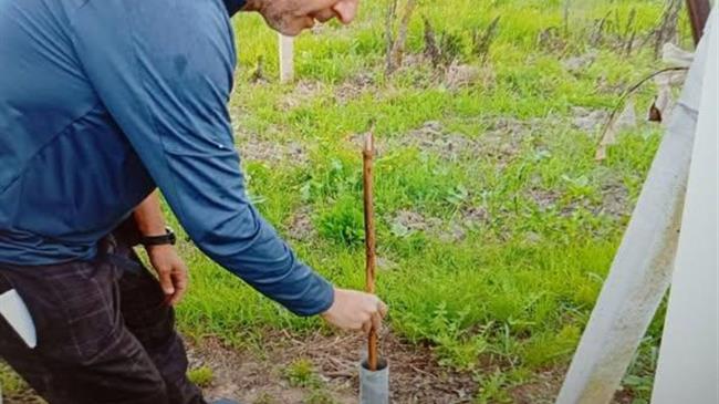 Η καλή “στράγγιση” των εδαφών αποτελεί βασική προϋπόθεση για την ανάπτυξης της ακτινιδιάς