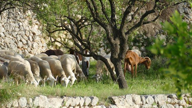Παράταση έως τα μεσάνυχτα της Τρίτης 16 Δεκεμβρίου για τις δηλώσεις απογραφής ζωικού κεφαλαίου