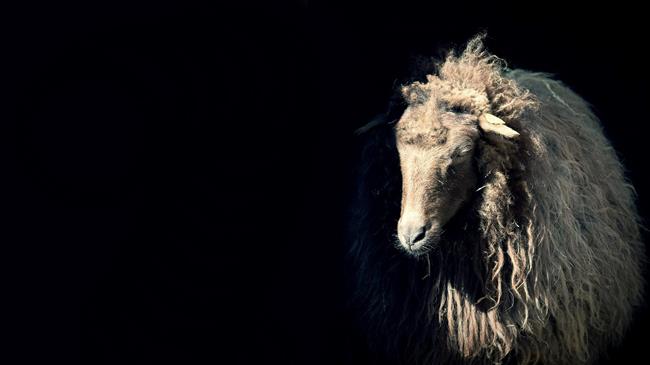 Ο αόρατος κόσμος γύρω από την κτηνοτρόφια: 60+ επαγγέλματα που δεν βλέπουμε