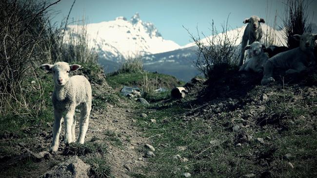 Τι πραγματικά αποκαλύπτει η αθόρυβη υποχώρηση της ευρωπαϊκής κτηνοτροφίας