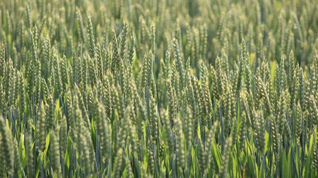 Συμφωνία στην ΕΕ για τη νέα γενιά γενετικά τροποποιημένων φυτών