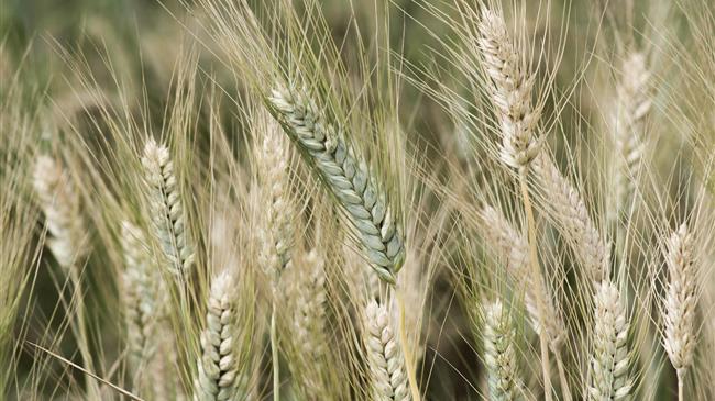 COCERAL: Μείωση της παραγωγής σιτηρών στην ΕΕ το 2026