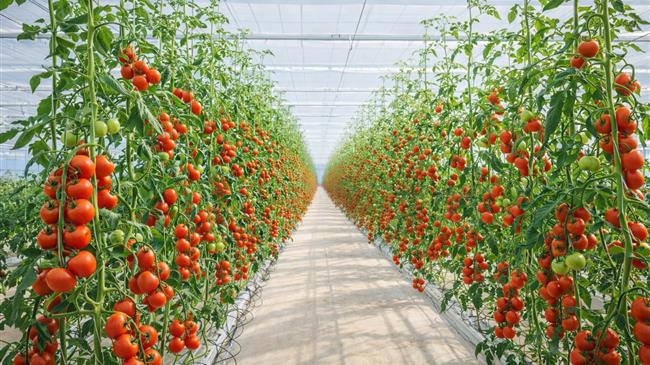 ΘΕΡΜΟΜΕΤΑΛ:  Πώς μια ελληνική βιομηχανία αγροτικών κατασκευών μεγάλωσε μαζί με την παραγωγή