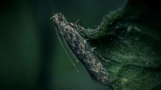 Tuta absoluta: Πώς ο βιολογικός έλεγχος εντάσσεται στη θεσμική διαχείριση μιας διασυνοριακής φυτοϋγειονομικής απειλής