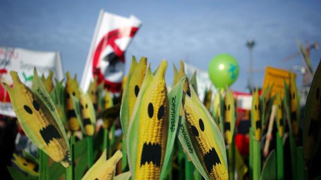 Greenpeace: Νέα μεταλλαγμένα, ίδιοι κίνδυνοι: η Ελλάδα οφείλει να πει “όχι” στη νέα νομοθεσία