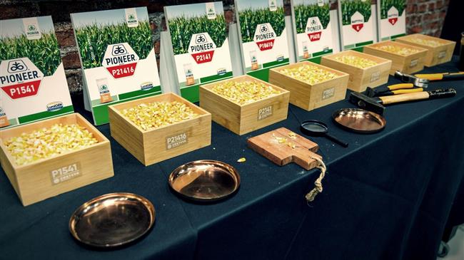 Corteva: Πώς τα υβρίδια καλαμποκιού «δένουν» παραγωγή και αγορά