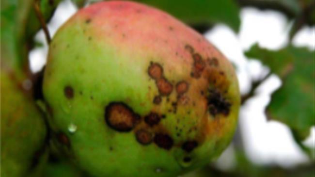 Curatio® το μόνο εγκεκριμένο και αξιόπιστο θειασβέστιο