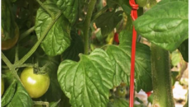 Η σημασία της παρεμπόδισης σύζευξης απέναντι στην Tuta absoluta και ο ρόλος της τεχνολογίας Isonet® T