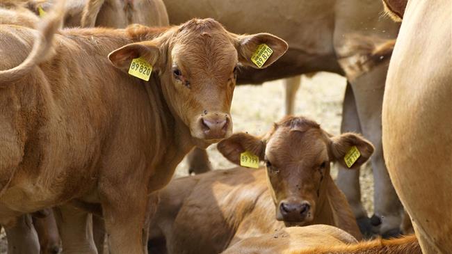 Βραζιλία: Γεννήθηκαν τα πρώτα γενετικά τροποποιημένα μοσχάρια της χώρας
