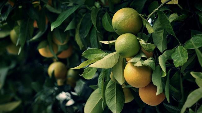 Ποιες είναι οι τιμές των πορτοκαλιών στις πρώτες ημέρες του 2026