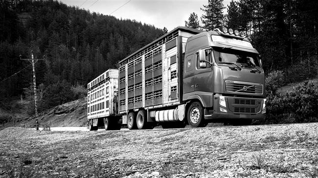 Παγώνουν οι εισαγωγές ζώντων ζώων κλείνουν τα σύνορα για να περιοριστεί η ευλογιά