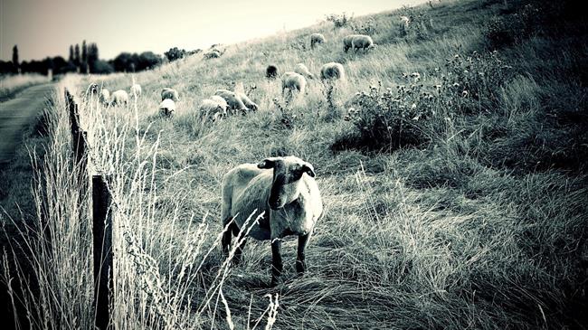Κτηνοτροφία: Ο κλάδος που νόμιζε ότι άντεχε τα πάντα