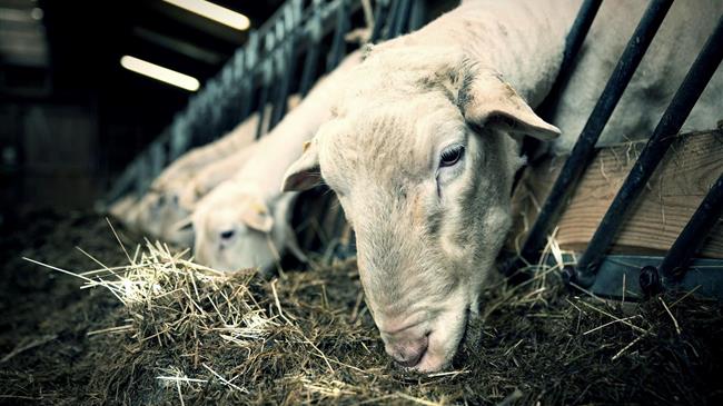 Υποχρεωτικός ο ενδοστομαχικός βόλος για την επιδότηση αιγοπροβάτων από φέτος