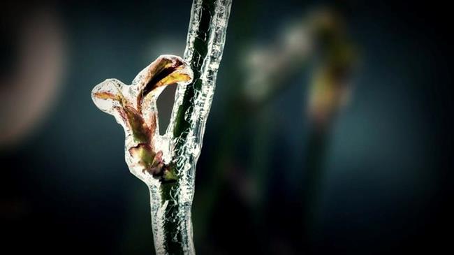 Πώς ο ανοιξιάτικος παγετός δοκιμάζει τους Οπωρώνες και πώς μπορείτε να τον αντιμετωπίσετε