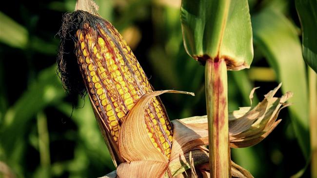 Τα υψηλά αποθέματα καλαμποκιού και οι αργές εξαγωγές πιέζουν τις τιμές κάτω από τα επίπεδα του 2024