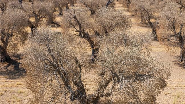 Ερευνητές ανοίγουν τον δρόμο για φυσικές, ολοκληρωμένες λύσεις κατά της Xylella