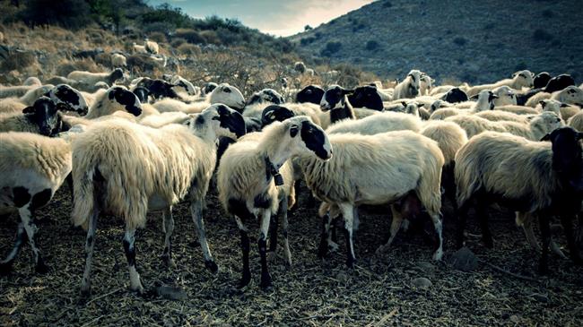 Βρυξέλλες: Καμπανάκι για την Ελλάδα μετά τον αφθώδη πυρετό, μπλόκο σε εξαγωγές και μαζικές θανατώσεις ζώων