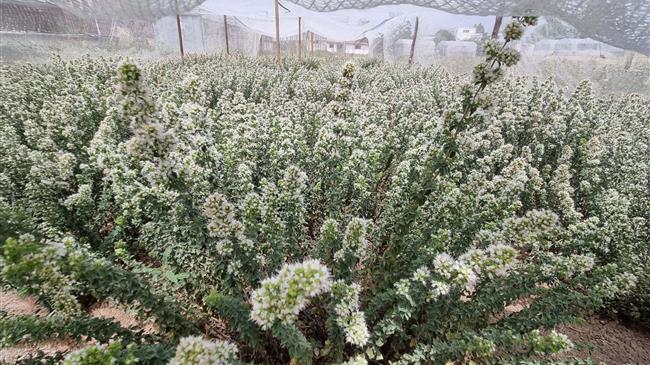 Η ελληνική ρίγανη αποκτά γενετική ταυτότητα, η ποικιλία Αρέθουσα ανοίγει τον δρόμο για μια νέα αγορά βοτάνων υψηλής αξίας